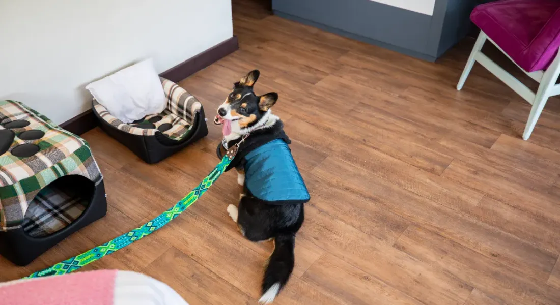 Dog friendly Hotel Fontán Reforma Ciudad de México Dog friendly Hotel Fontán Reforma Ciudad de México