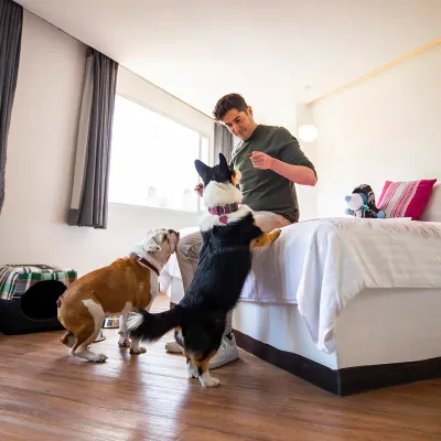 Dog friendly Hotel Fontán Reforma Ciudad de México Dog friendly Hotel Fontán Reforma Ciudad de México