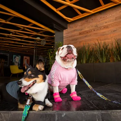 Dog friendly Hotel Fontán Reforma Ciudad de México Dog friendly Hotel Fontán Reforma Ciudad de México