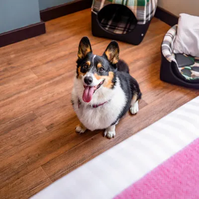 Dog friendly Hotel Fontán Reforma Ciudad de México Dog friendly Hotel Fontán Reforma Ciudad de México