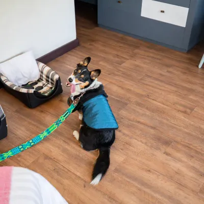 Dog friendly Hotel Fontán Reforma Ciudad de México Dog friendly Hotel Fontán Reforma Ciudad de México